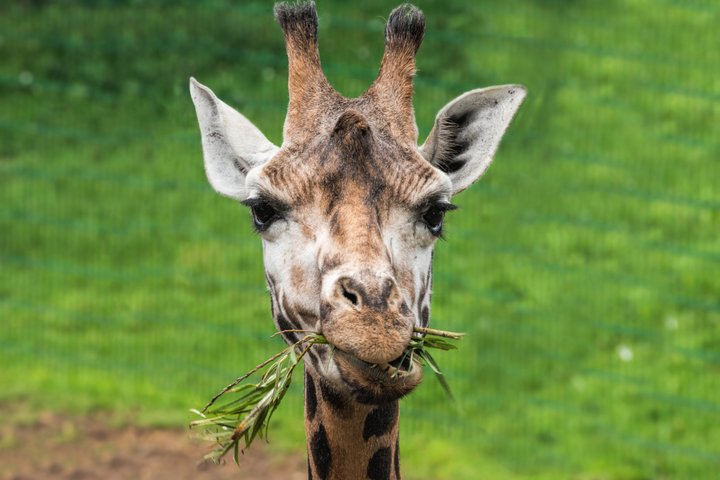 Day Ticket Blackpool ZOO