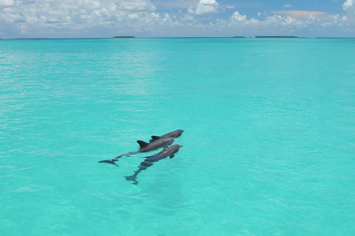 Key West Dolphin Watch and Snorkel Tour - Eco Adventure