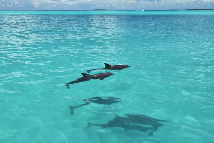 Key West Dolphin Watch and Snorkel Tour - Eco Adventure
