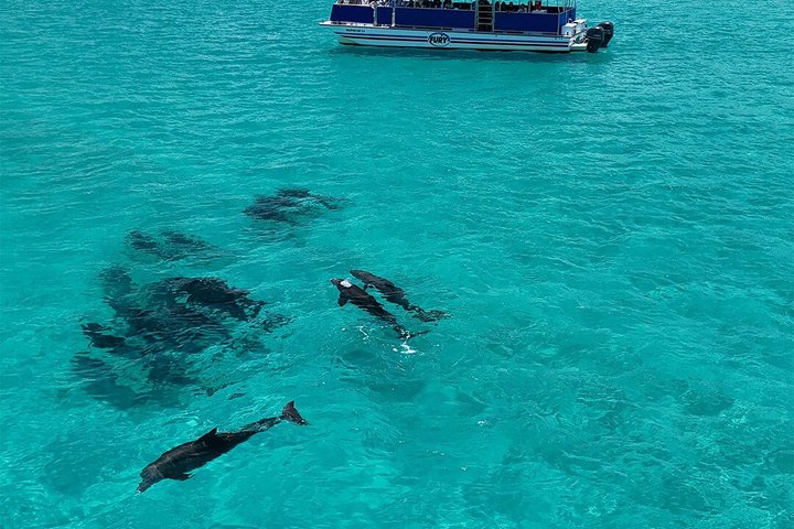 Key West Dolphin Watch and Snorkel Tour - Eco Adventure