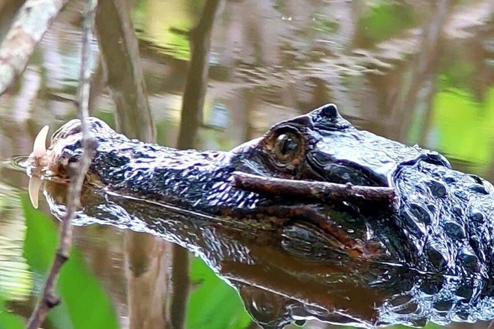 Manuel Antonio National Park Guided Tour – With Ticket Option