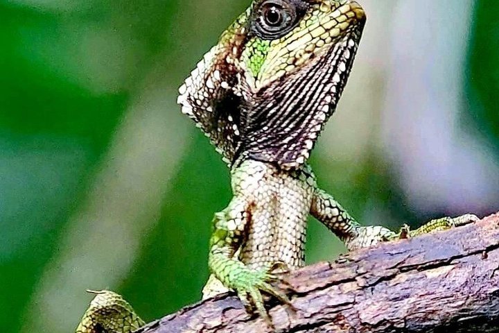 Manuel Antonio National Park Guided Tour – With Ticket Option
