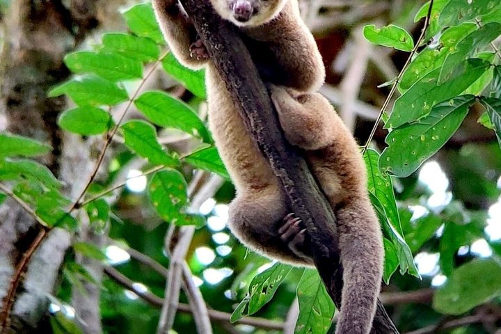 Manuel Antonio National Park Guided Tour – With Ticket Option