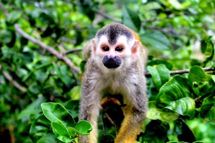 Manuel Antonio National Park Guided Tour – With Ticket Option
