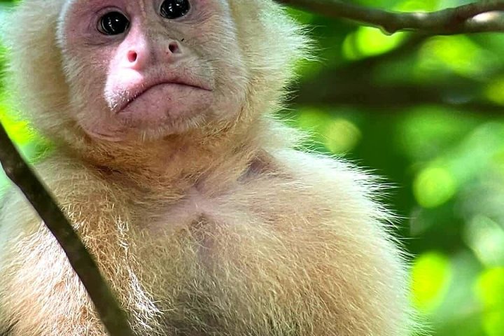 Manuel Antonio National Park Guided Tour – With Ticket Option