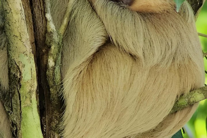 Manuel Antonio National Park Guided Tour – With Ticket Option