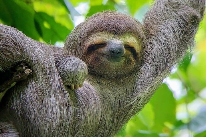Manuel Antonio National Park Guided Tour – With Ticket Option