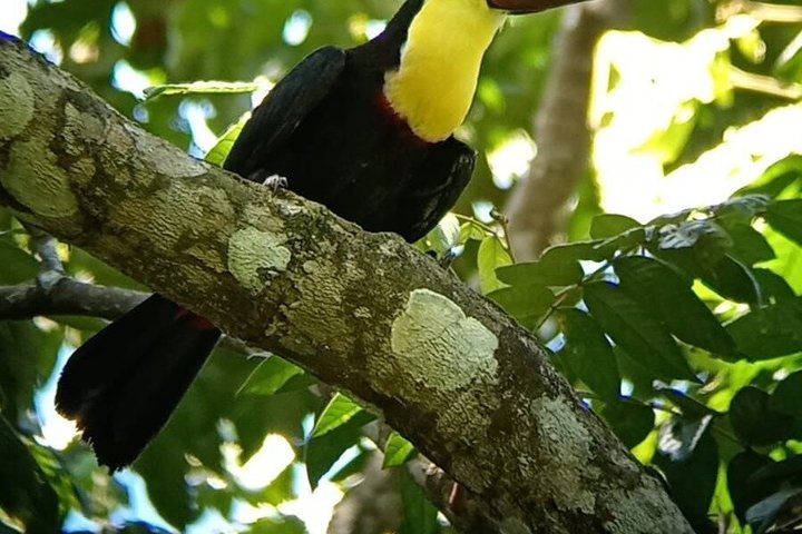 Manuel Antonio National Park Guided Tour – With Ticket Option