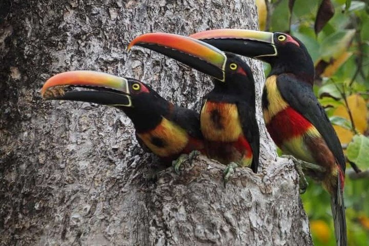 Manuel Antonio National Park Guided Tour – With Ticket Option