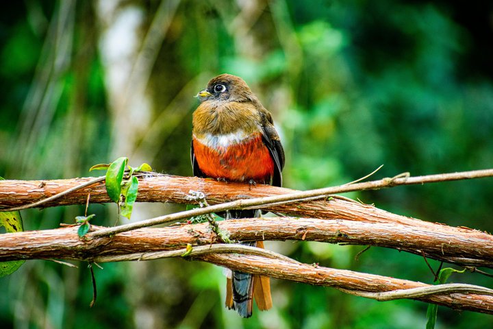 Quetzal Refuge Tour and Overnight in Mayan Village - Two Days