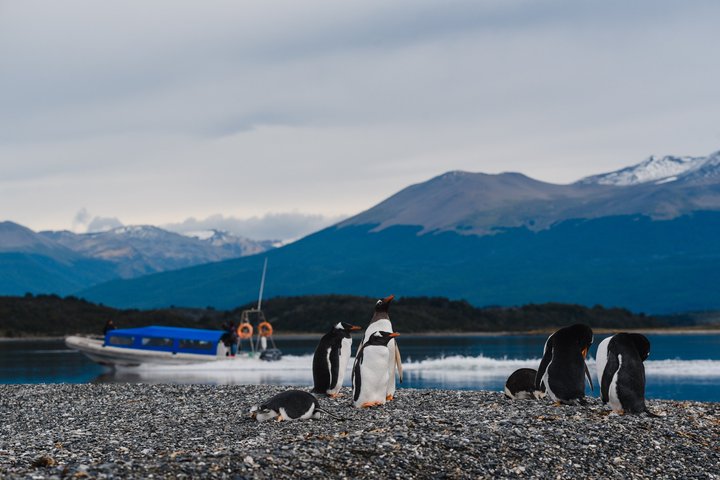 Walking with Penguins in Ushuaia