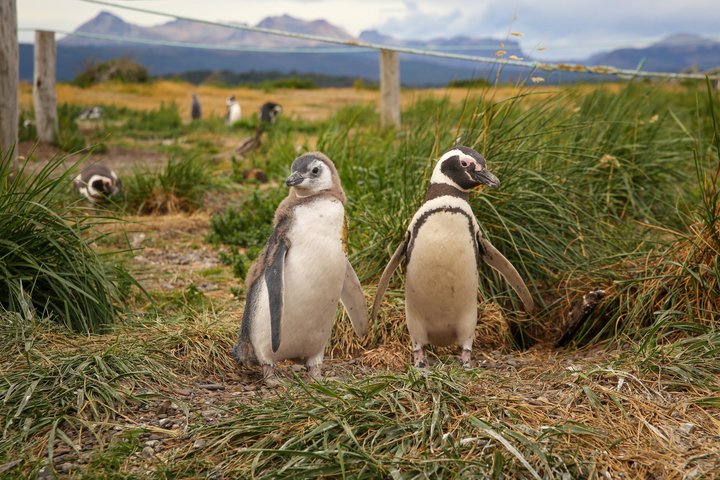 Walking with Penguins in Ushuaia