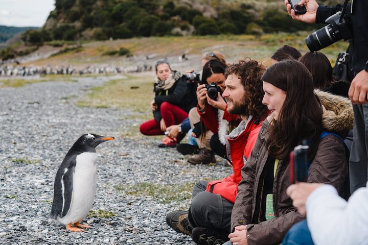 Walking with Penguins in Ushuaia