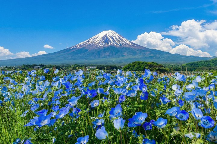 Mount Fuji Full Day Sightseeing Tour from Tokyo