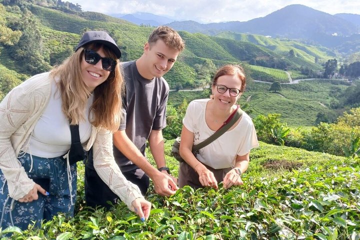 Cameron Highland explore tour from Ipoh