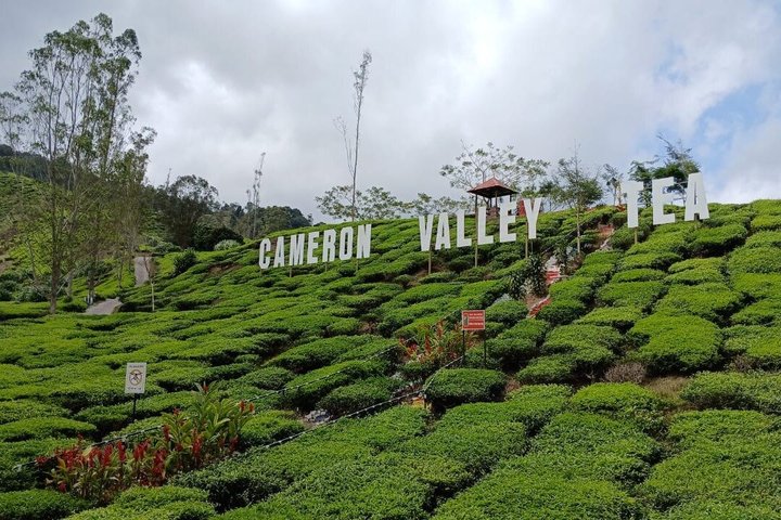 Cameron Highland explore tour from Ipoh