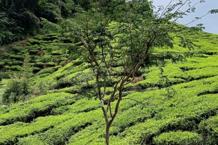 Cameron Highland explore tour from Ipoh