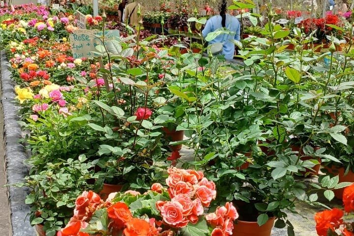 Cameron Highland explore tour from Ipoh