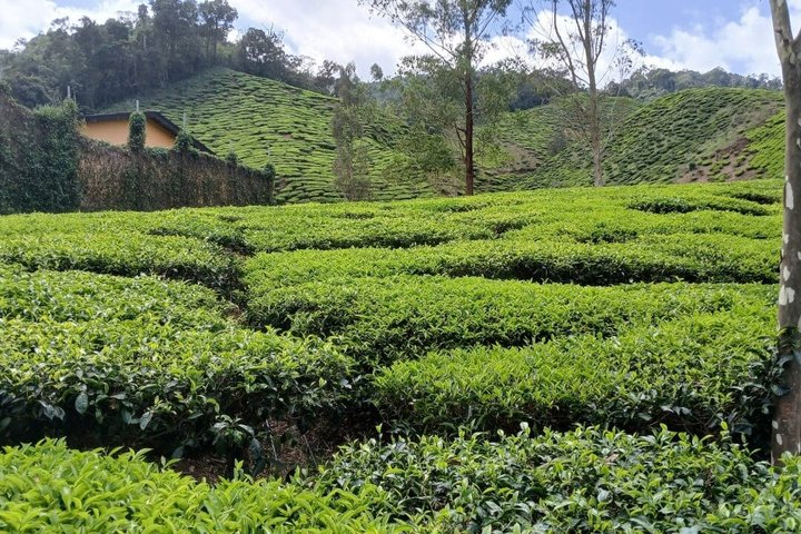 Cameron Highland explore tour from Ipoh