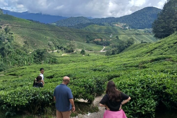 Cameron Highland explore tour from Ipoh
