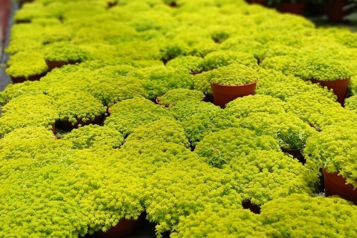 Cameron Highland explore tour from Ipoh