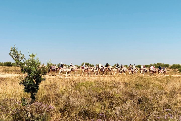 Tunisian Camel Ride and Local Experience