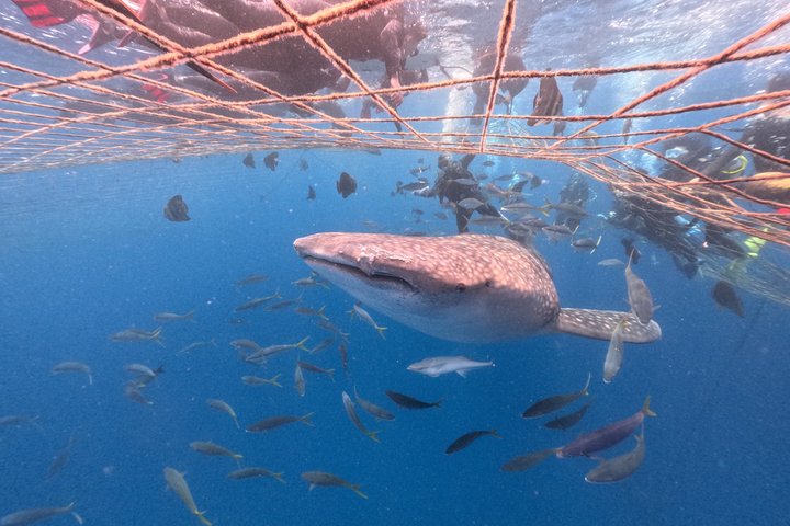 (GOYAdive)Snorkel and Scuba Diving with Whale Sharks in Okinawa