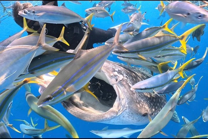 (GOYAdive)Snorkel and Scuba Diving with Whale Sharks in Okinawa