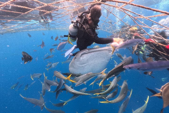 (GOYAdive)Snorkel and Scuba Diving with Whale Sharks in Okinawa