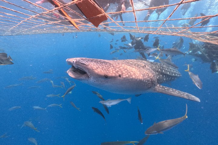 (GOYAdive)Snorkel and Scuba Diving with Whale Sharks in Okinawa
