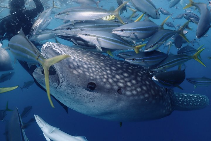 (GOYAdive)Snorkel and Scuba Diving with Whale Sharks in Okinawa