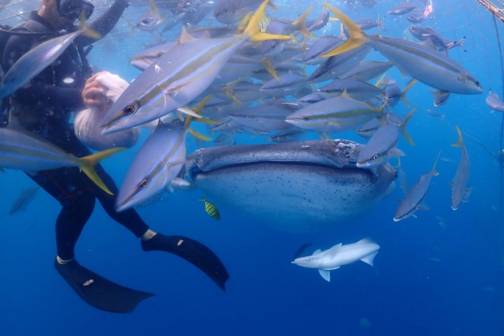 (GOYAdive)Snorkel and Scuba Diving with Whale Sharks in Okinawa