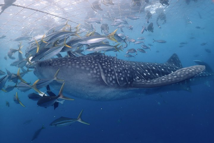 (GOYAdive)Snorkel and Scuba Diving with Whale Sharks in Okinawa
