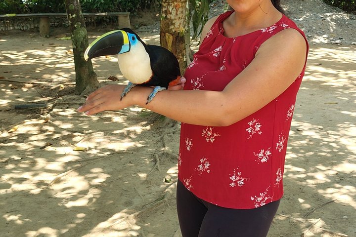 Bird Watching Tour in the Amazon in Misahuali