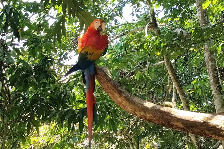 Bird Watching Tour in the Amazon in Misahuali