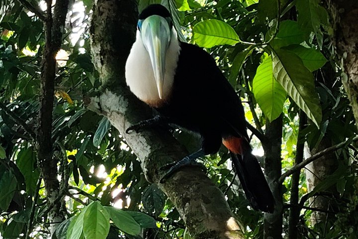 Bird Watching Tour in the Amazon in Misahuali