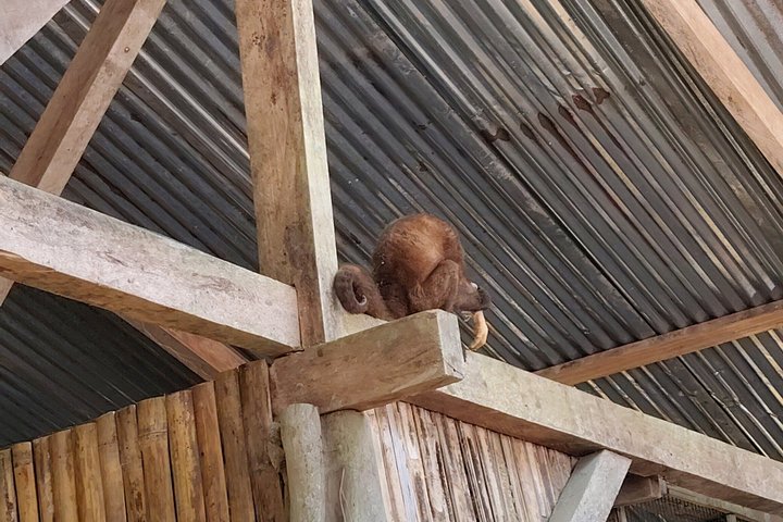 Bird Watching Tour in the Amazon in Misahuali