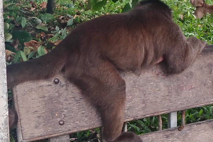 Bird Watching Tour in the Amazon in Misahuali
