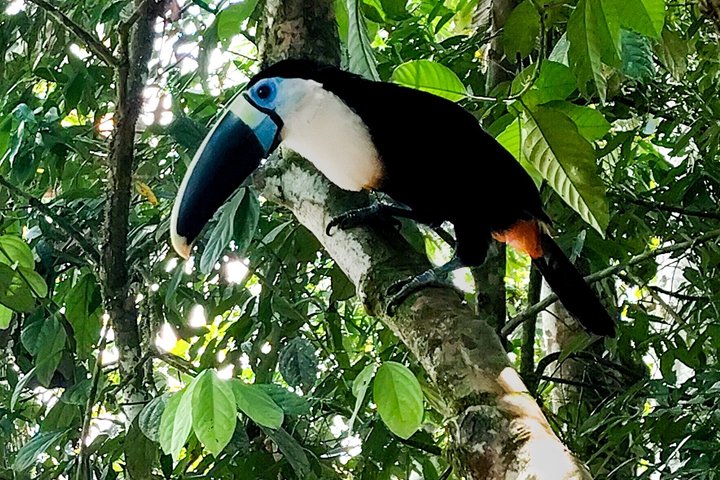 Bird Watching Tour in the Amazon in Misahuali