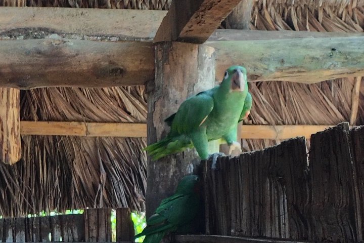 Bird Watching Tour in the Amazon in Misahuali