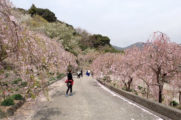 Naruto Coastal Cycling Tour in Tokushima