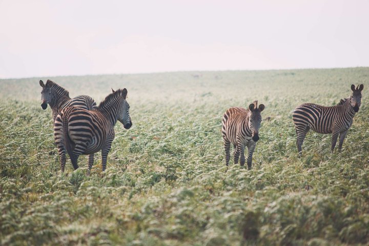Malawi Safari and Lake Experience
