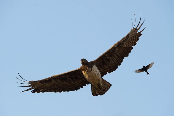 Malawi Safari and Lake Experience