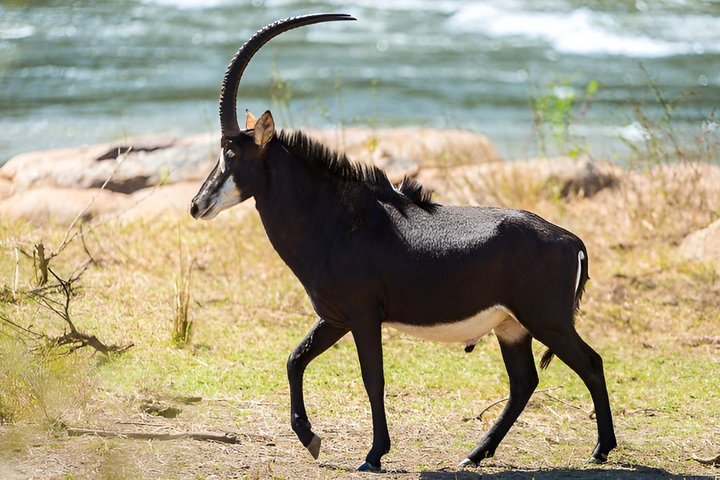 Malawi Safari and Lake Experience