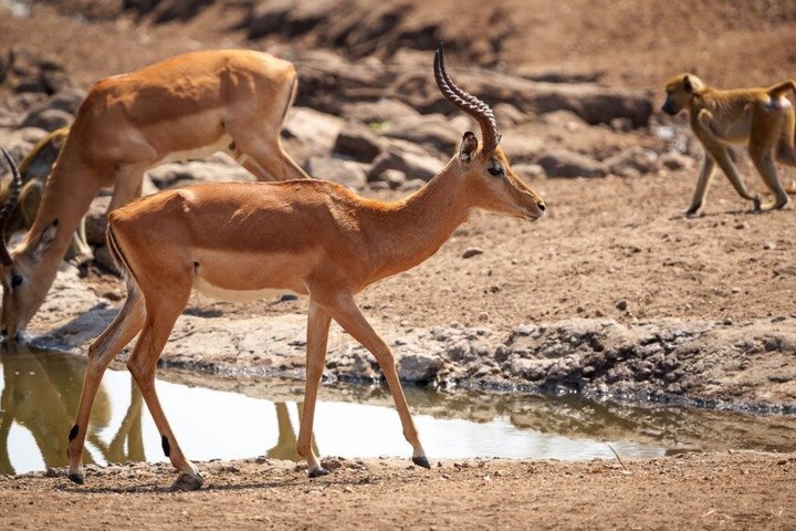 Malawi Safari and Lake Experience