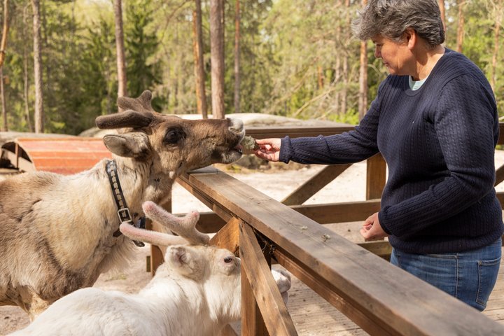 Northern Elegance: Private Reindeer Safari & Fireside Picnic*****