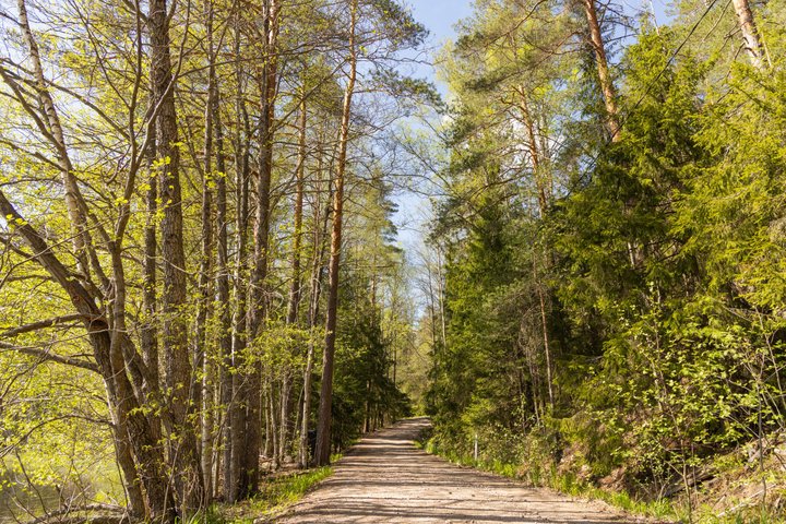 Northern Elegance: Private Reindeer Safari & Fireside Picnic*****