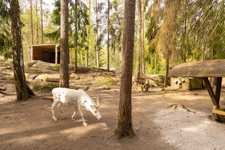 Northern Elegance: Private Reindeer Safari & Fireside Picnic*****