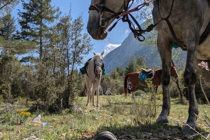 1 or 2 Hours PRIVATE Horse Riding in the forest in Kemer Antalya