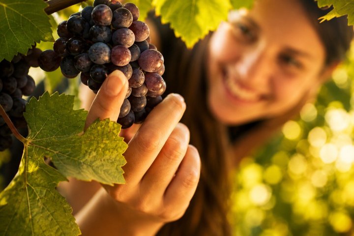 Castles & Chianti Wine Experience– Small Group from San Gimignano